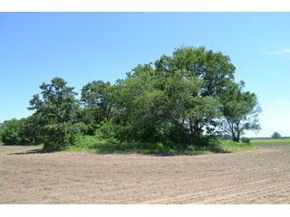 <b>PRICE REDUCED: $5,900 per acre</b><br>
This property offers productive tillable land along with two wooded areas.  Much of the larger woods near the road is on a ridge.  Investigate this area for a potential beautiful homesite as well as for hunting and recreational opportunities. <br>
<b>156.9+/- </b>Total Acres | <b>145.83+/-</b> Tillable Cropland Acres per FSA | <b>10+/-</b> Wooded Acres - 156.9+/- Acres For Sale - Cropland, Woods for Hunting/Recreational & Potential Building Sites